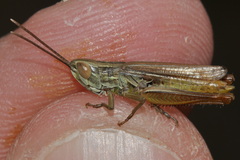 Euchorthippus elegantulus