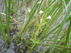 Lindernia parviflora
