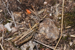 Omocestus haemorrhoidalis