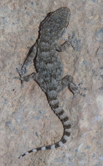 Tarentola mauritanica