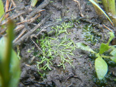 Riccia