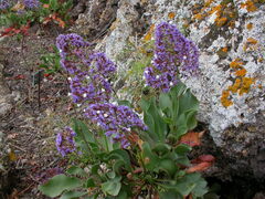 Limonium sventenii