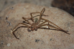 Sparassidae