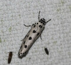 Ethmia sphaerosticha
