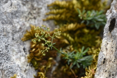 Galium ionicum