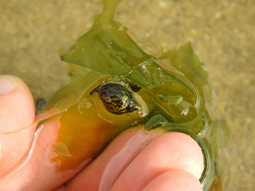 Tritia pfeifferi