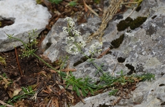 Galium ionicum