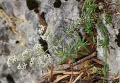 Galium ionicum