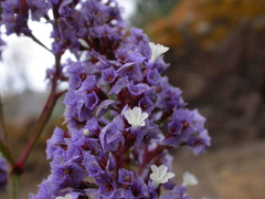 Limonium sventenii