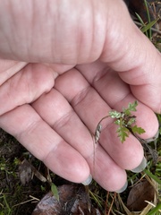 Chaerophyllum tainturieri