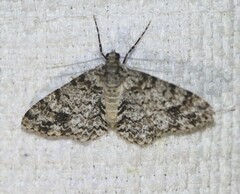 Myrioblephara desumpta