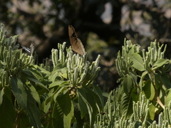 Colebrookea oppositifolia