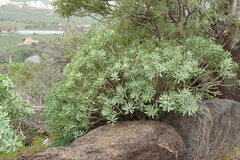 Euphorbia balsamifera image