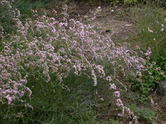 Limonium tuberculatum