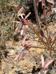 Pelargonium rapaceum