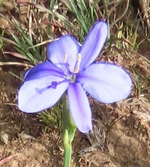 Aristea abyssinica