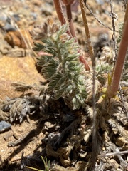 Pelargonium rapaceum