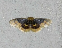 Idaea scintillularia