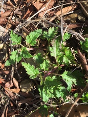 Glandularia canadensis