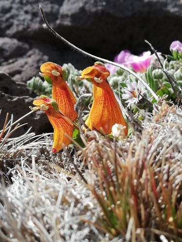 Image of Calceolaria uniflora by (c) Sofia Larrandart, some rights reserved (CC BY)