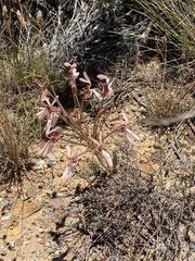 Pelargonium rapaceum