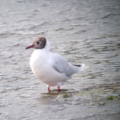 Chroicocephalus maculipennis