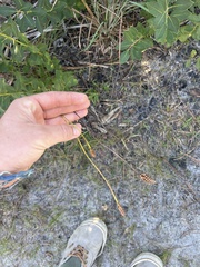 Xyris caroliniana