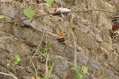 Siproeta epaphus epaphus