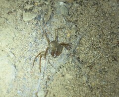 Loxosceles rufescens