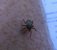 Amblyomma hebraeum