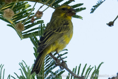 Crithagra sulphurata