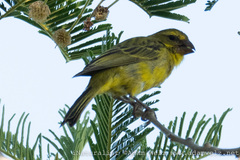 Crithagra sulphurata