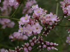 Limonium tuberculatum