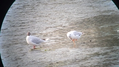 Chroicocephalus maculipennis