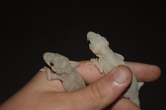 Hemidactylus flaviviridis