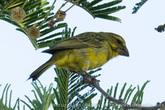 Crithagra sulphurata