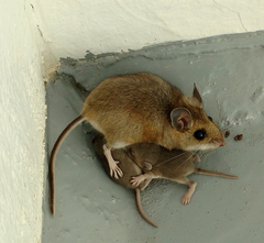 Peromyscus sonoriensis