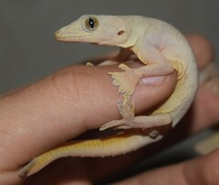 Hemidactylus flaviviridis