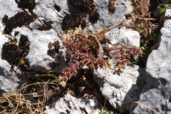 Sedum eriocarpum epiroticum