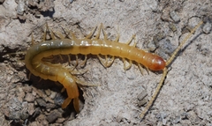 Theatops erythrocephalus