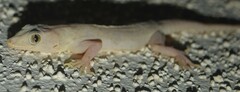 Hemidactylus flaviviridis