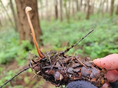 Auriscalpium vulgare
