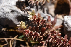 Sedum eriocarpum epiroticum