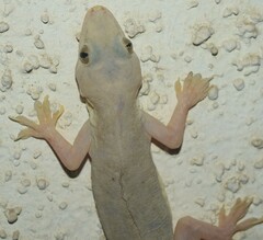 Hemidactylus flaviviridis