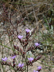 Limonium virgatum