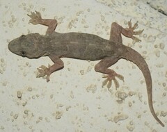 Hemidactylus flaviviridis