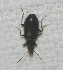 Platynini