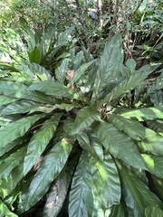 Anthurium crenatum