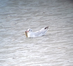 Chroicocephalus maculipennis