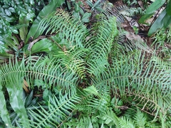 Pteris longifolia